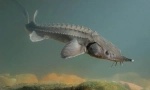 Riba